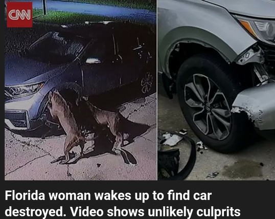 Tiere zerbeißen vorderrad eines autos.